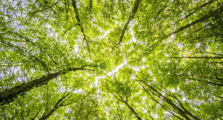 How can you benefit from green mortgages?